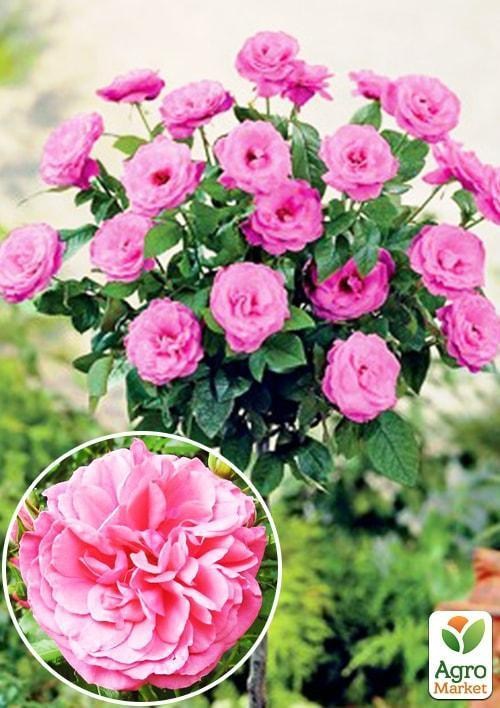 

Роза штамбовая Rosarium Vetersen (саженец класса АА+) высший сорт