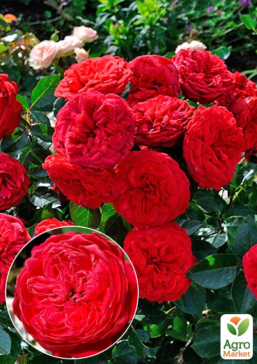 

Троянда штамбова англійська Piano (саджанець класу АА+) вищий сорт