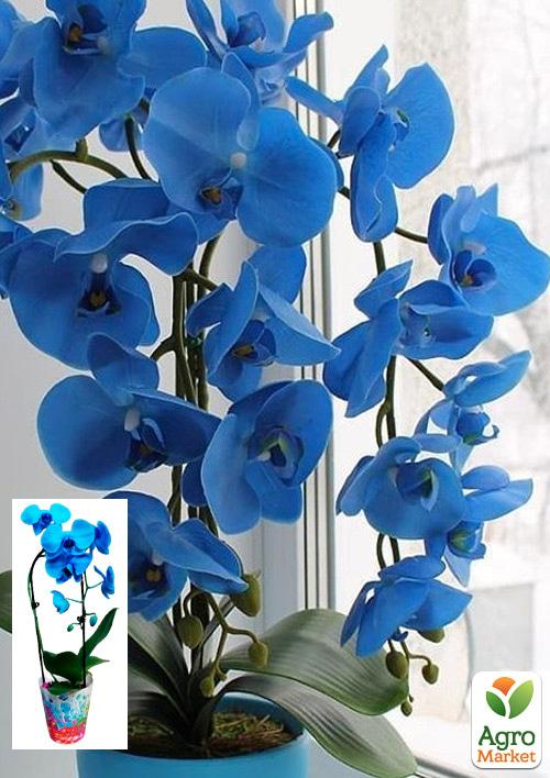 Орхидея (Phalaenopsis) "Cascade Blue" 1 саженец в упаковке (комнатный) Нидерланды
