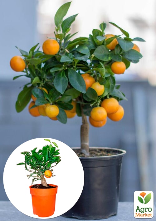 

LMTD Клементин на штамбе с плодом 3-х летний Oriana (30-60см)