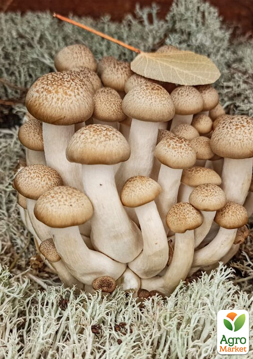 

Сухой зерновой мицелий Шимеджи 10г