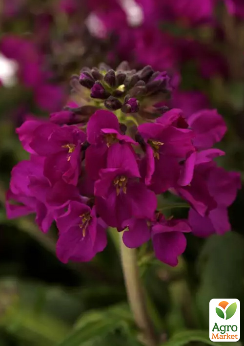 

Арабис реснитчатый Barranca Deep Rose (яркий многолетний почвопокровник)