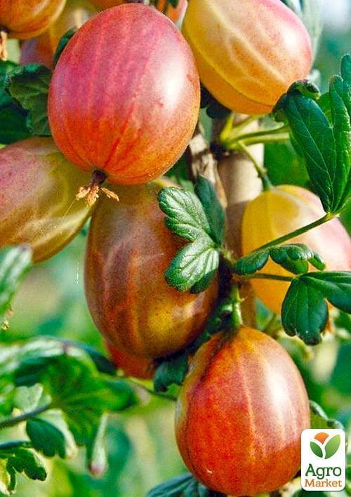 

Агрус Карат (ранньо-середній термін дозрівання)