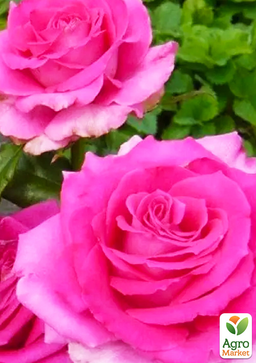 

Троянда чайно-гібридна Топаз (саджанець класу АА +) вищий сорт