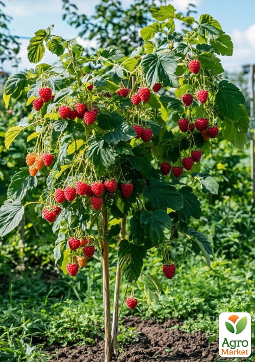 

Малинове дерево «Жар-Птиця»
