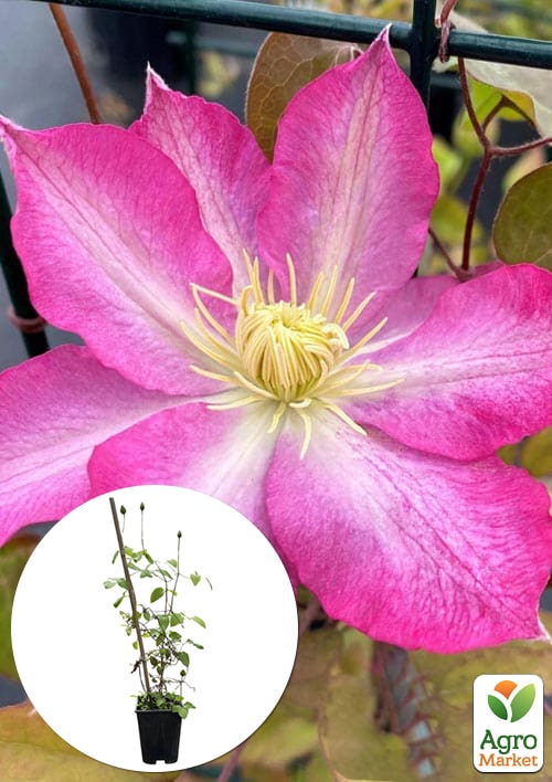 

LMTD Клематис 2-х летний Doctor Ruppel (высота 40-60 см)