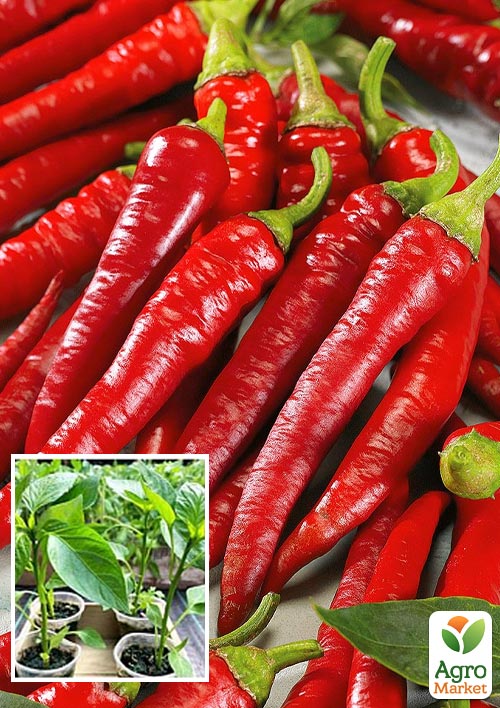 Рассада Перец острый «Пламень» (фермерское взращивание), 1шт в упаковке