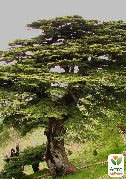 

Кедр Ліванський (Cedrus Libani)