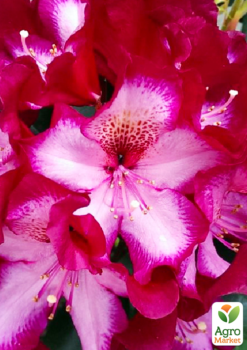 

Рододендрон гибридный вечнозеленый Миднайт (Midnight)