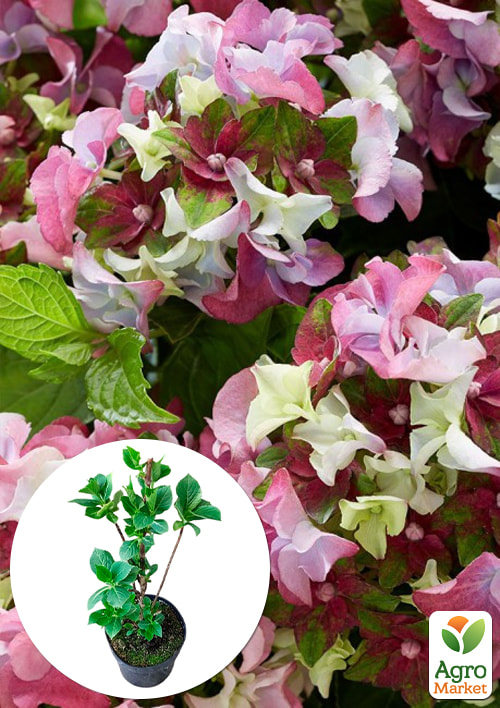 

Гортензия крупнолистная 3-х летняя Lady Mata Hari Pink