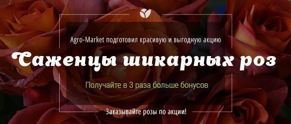 Заказывайте самые шикарные саженцы роз и получайте в 3 раза больше бонусов, чем обычно! Заказывайте самые шикарные саженцы роз и получайте в 3 раза больше бонусов, чем обычно!
