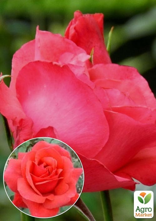 

Троянда чайно-гібридна Duftwolke