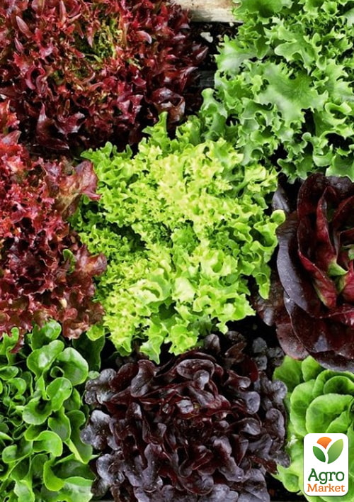 

Комплект семян зелень Салатный Переполох 5уп