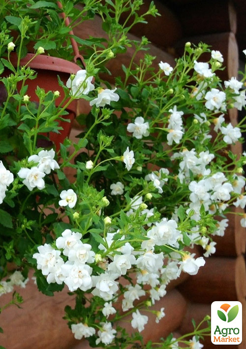 

Бакопа Махровая Ампельная Baristo Double White
