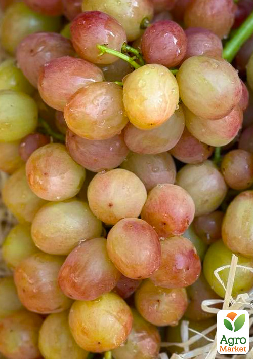 

Виноград «Смешарики» (великий, соковитий яскраво виражений мускат)