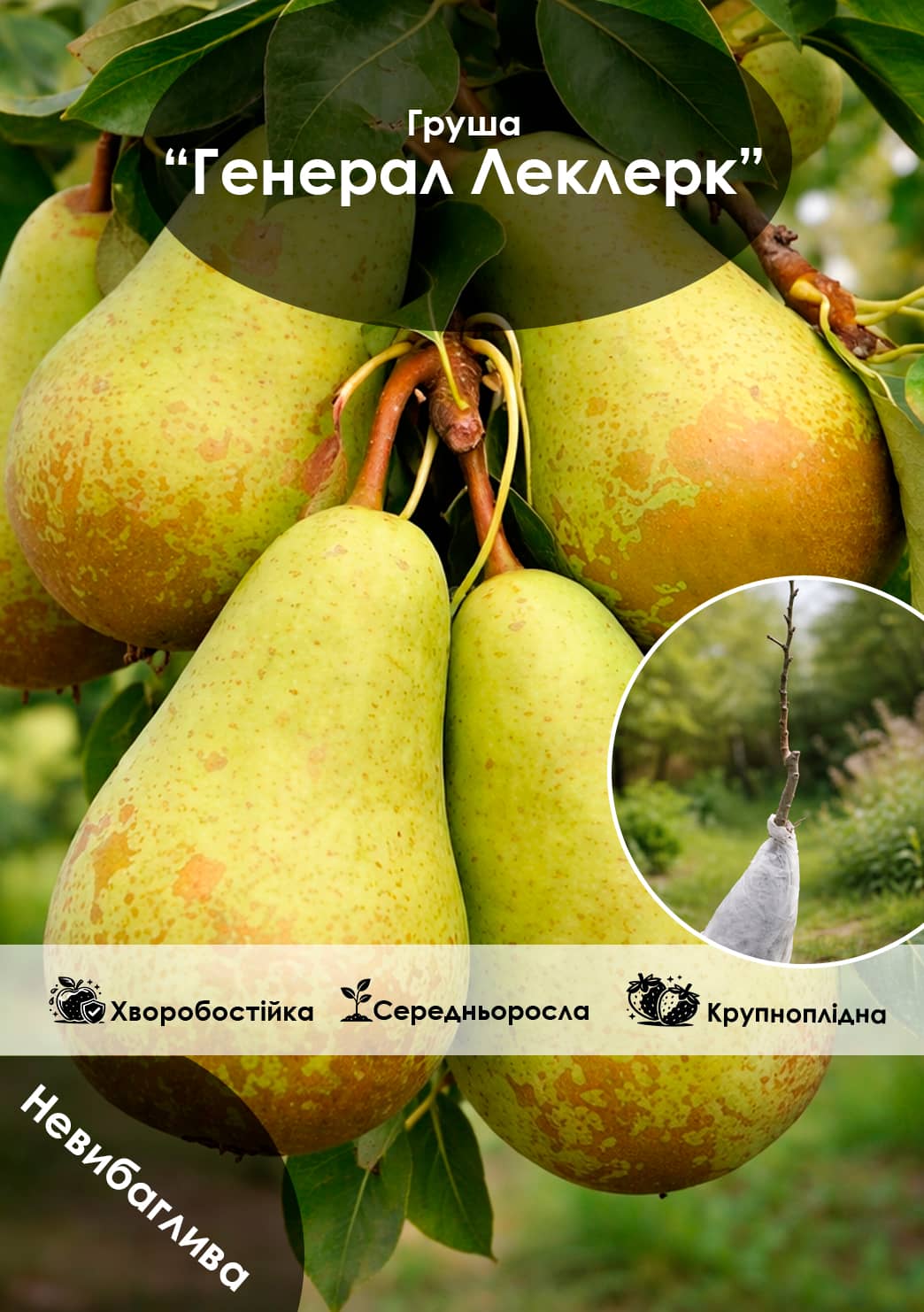 

Эксклюзив! Груша Генерал Леклерк (General Leclerc) (премиальный осенний сорт, средний срок созревания)