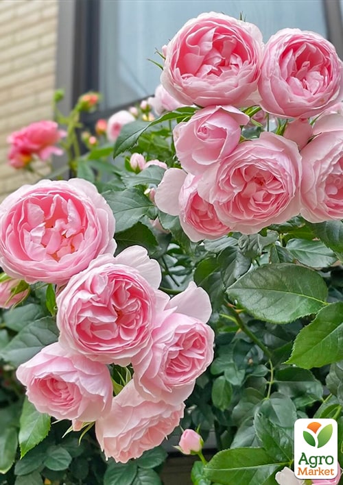 

Роза плетистая Джардина (саженец класса АА+) высший сорт