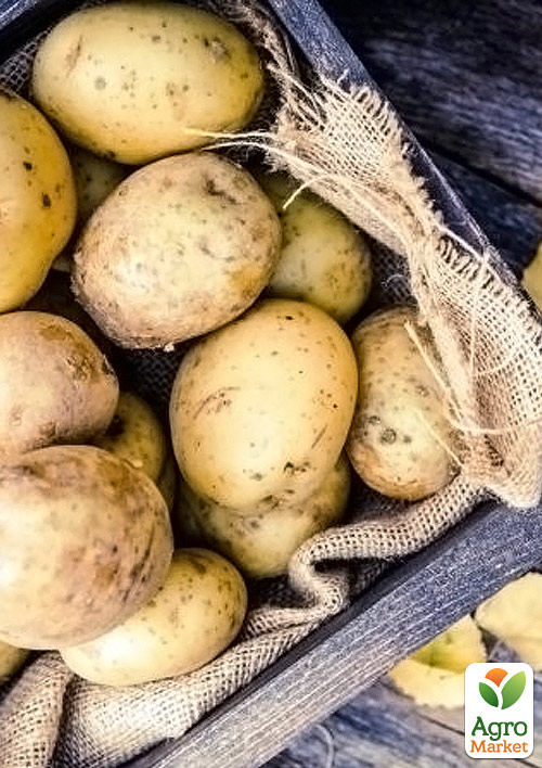 

Картопля Орла насіннєва ультрарання (1 репродукція) 1кг