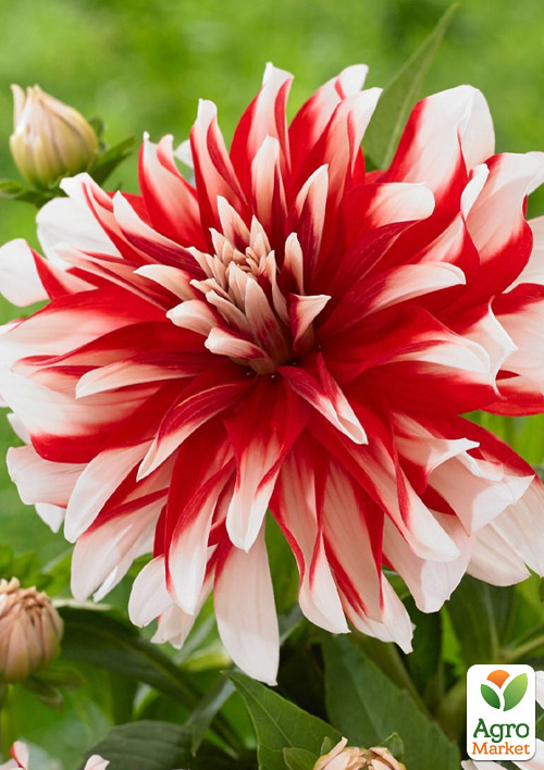 

Жоржина Dynamite (гігантська квітка)