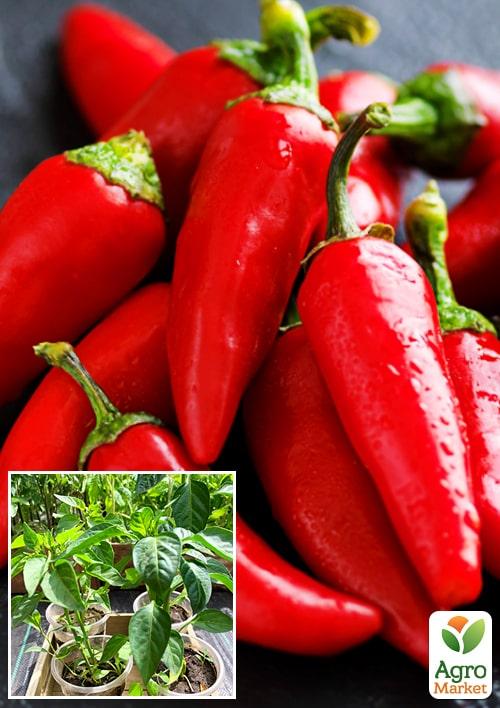 Рассада Перец острый «Чили» (фермерское взращивание), 1шт в упаковке