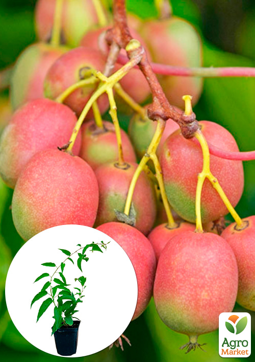 

Актинідія Катруся (міні-ківі, морозостійкий сорт)