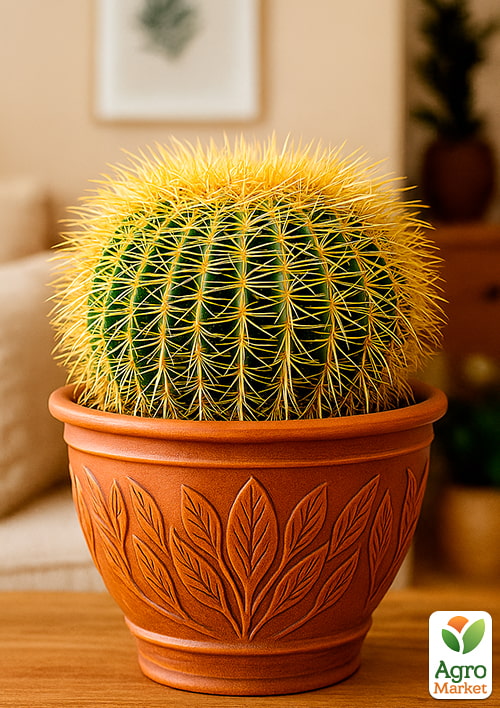 

Кактус Ехінокактус Грузона (вазон Ø 12) (Нідерланди)