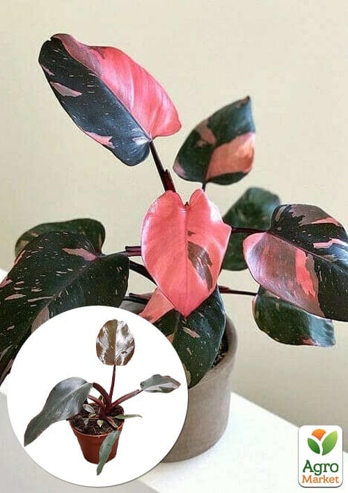 

LMTD Филодендрон Pink Princess высота 15-30см