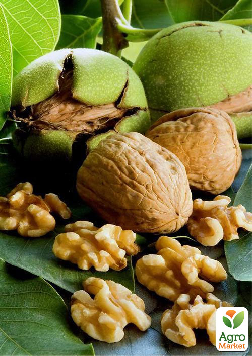 

Эксклюзив! Грецкий орех Джекпот (Jackpot) (премиальный высокоурожайный сорт)