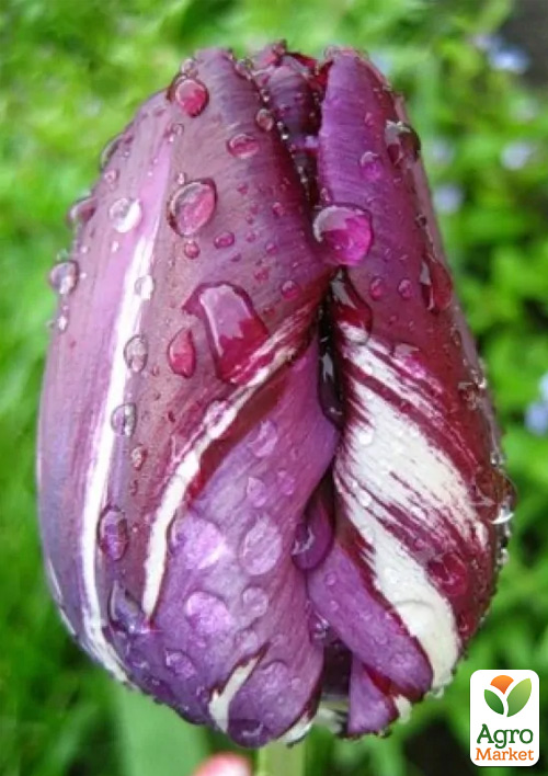 

Тюльпан Hotpants