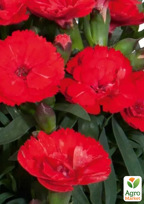 

Гвоздика Махровая Carmen Red