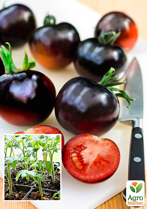 

Розсада Томат «Індиго Роуз» (фермерське вирощування), 1шт в упаковці