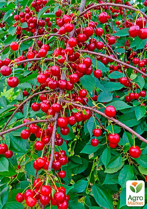 

Вишня Солідарність (літній сорт, середньостиглий термін дозрівання)
