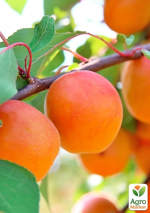 

Абрикос Десертний (літній сорт, середній термін дозрівання)