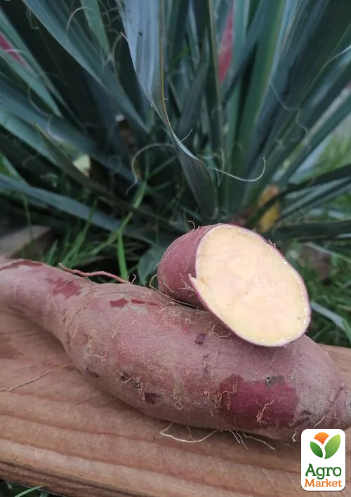 

Батат Murasaki (сладкий картофель) маточный клубень