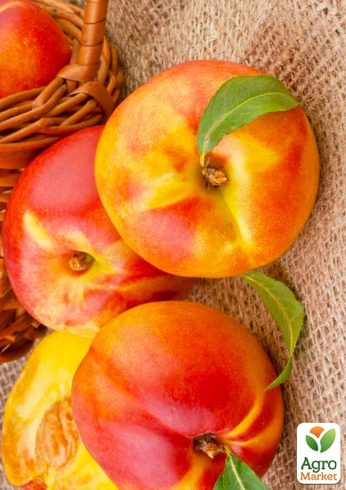 

Эксклюзив! Нектарин желтый с ярким румянцем Спокуса (Temptation) (премиальный устойчивый к заболеваниям сорт, среднепозднего срока созревания)