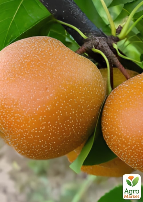 

Азіатська груша Олімпік (посухостійкий, осінній сорт)