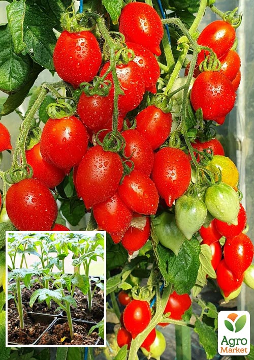 

Рассада Томат Черри «Пьеноло Дель Везувио» (фермерское взращивание)