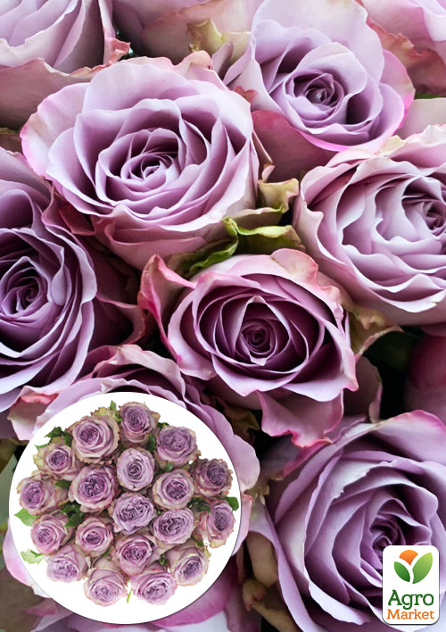 

Троянда чайно-гібридна Дольчетто (саджанець класу АА+) вищий сорт