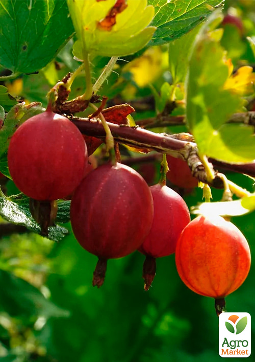 

Аґрус малошипий Арлекін (середній термін дозрівання, морозостійкий сорт)