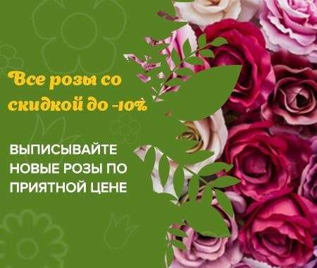 Акция! Саженцы роз Акция! Саженцы роз