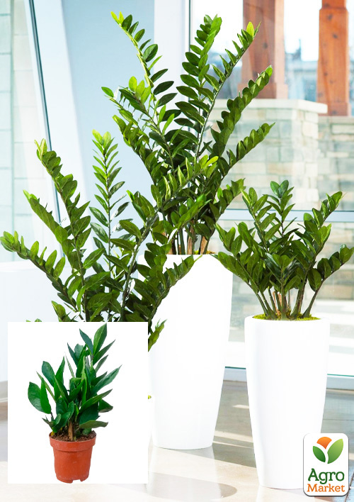 

Заміокулькас (доларове дерево) h35-45см