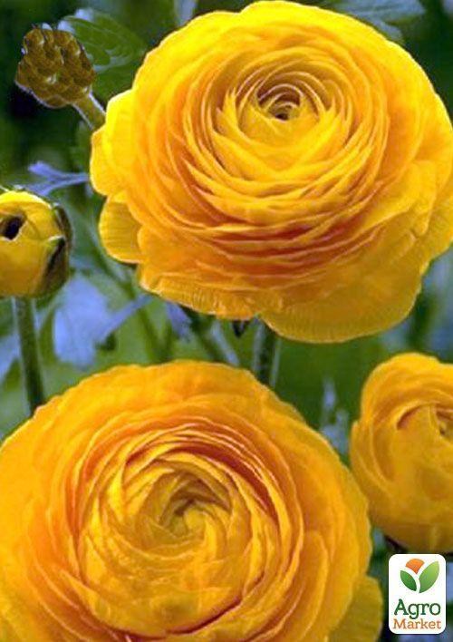 

Лютики (Ранункулюс) Yellow 990 (размер 5/6 , крупный) 5шт в упаковке