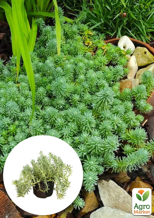 

Очиток отогнутый Blue Spruce (Sedum reflexum)