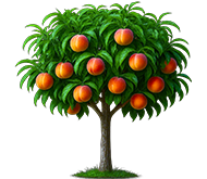 Персик на штамбе Персик на штамбе