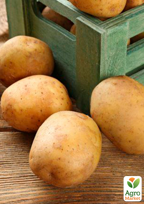 Картопля "Мікадо" насіннєва рання (1 репродукція) 1кг