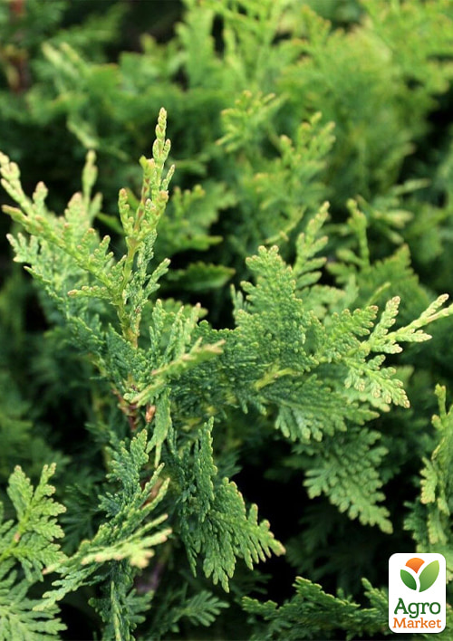 

Туя западная Huebner (контейнер Р9, высота 10-15 см)