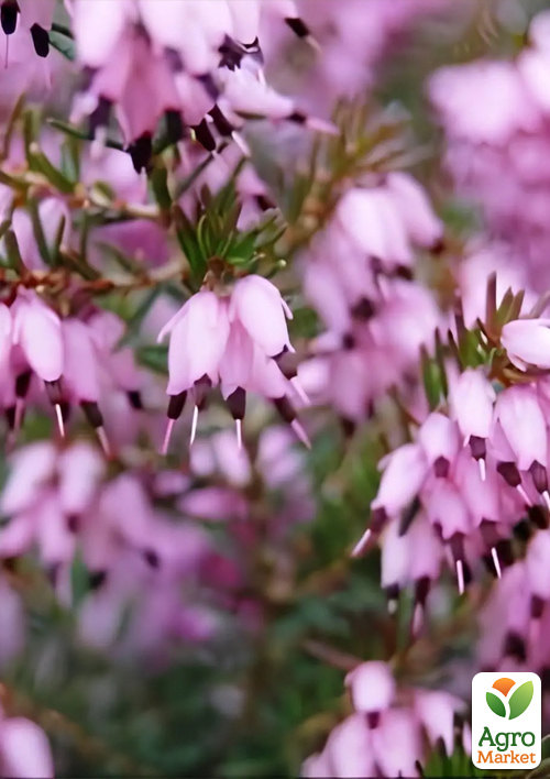 

Эрика цветущая 2х-летняя Ewa вазон С1.5