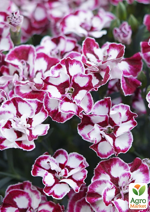 

Гвоздика Махрова Cremarena