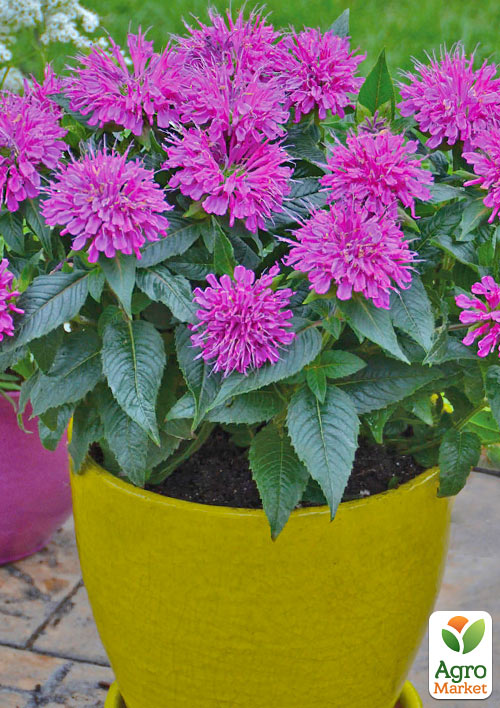 

Бергамот (Монарда) Baby Spice