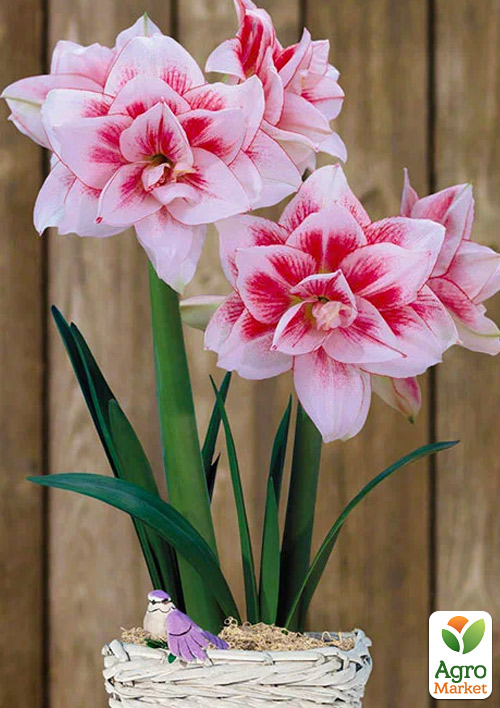 

Гиппеаструм махровый Elvas (Амариллис)